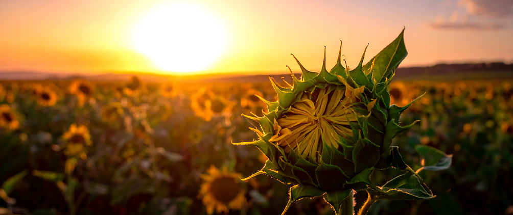 Close-up of a sunflower in a field at sunset.
