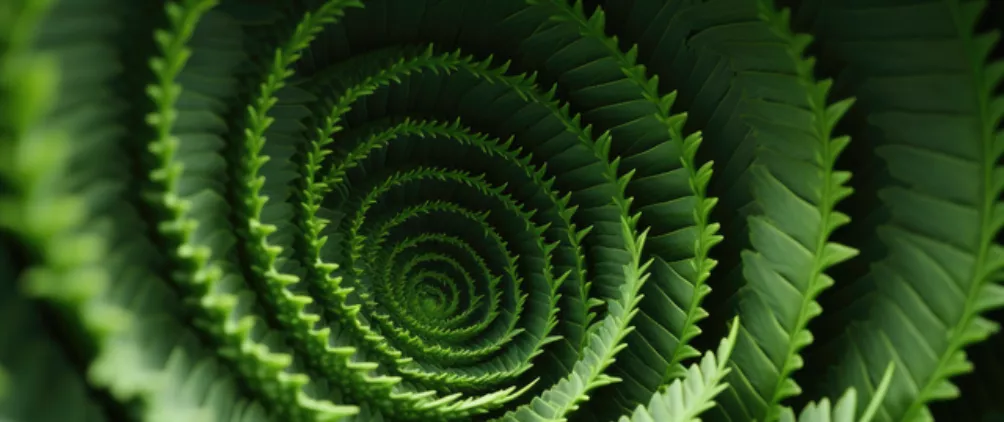 Close-up spiral pattern of vibrant green fern leaves creating a natural geometric vortex.